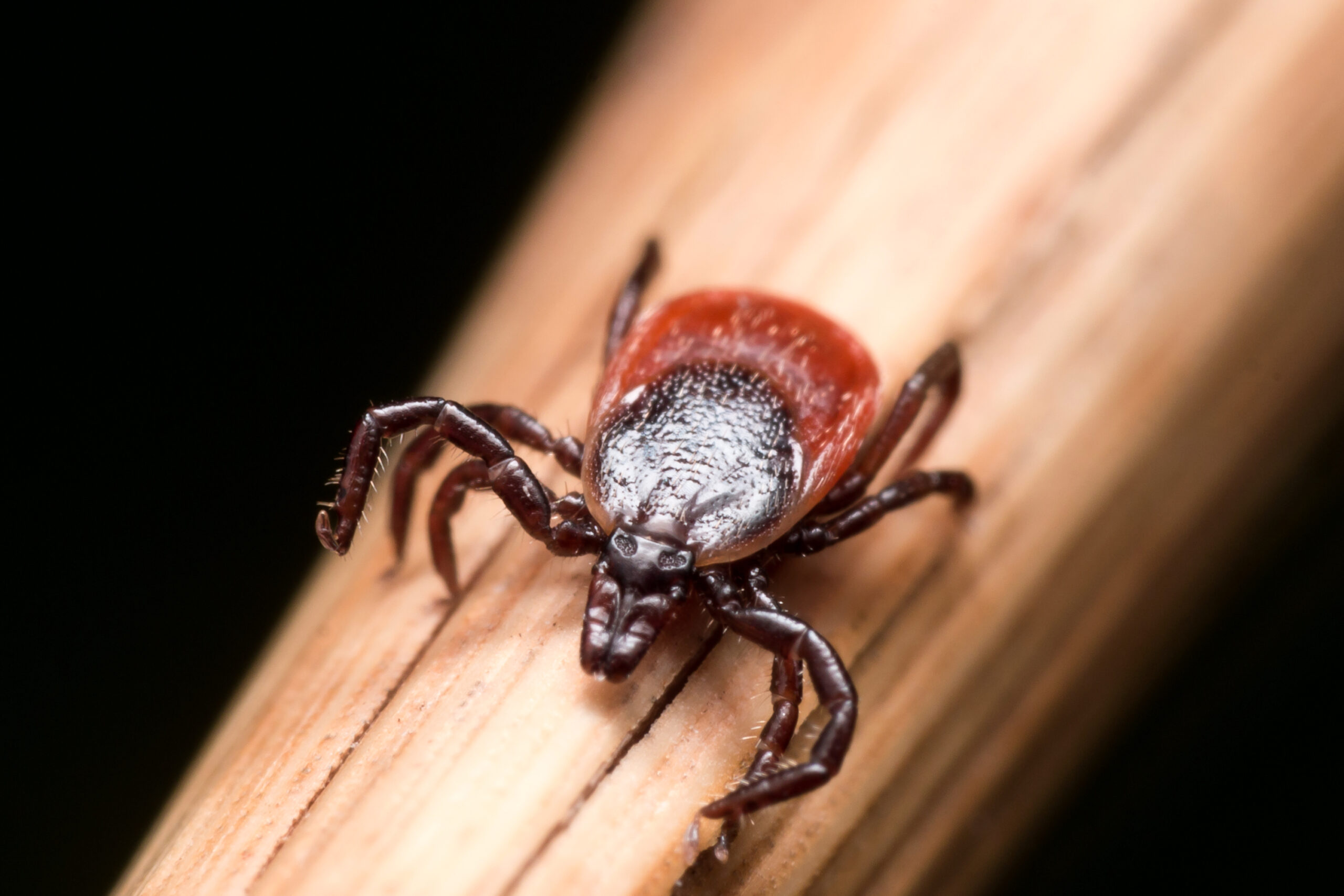 Close up photo of adult female deer tick crawling on piece of straw edited scaled