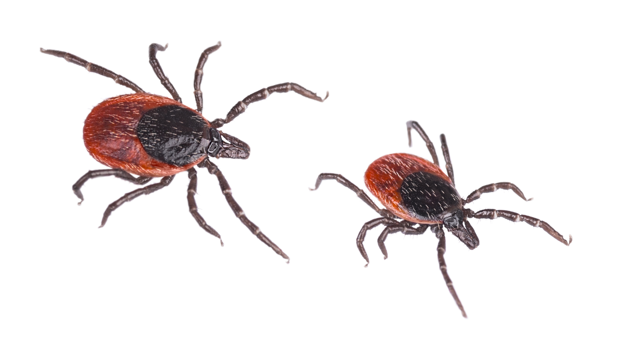 Two deer ticks on a white background, representing Lyme Disease therapy