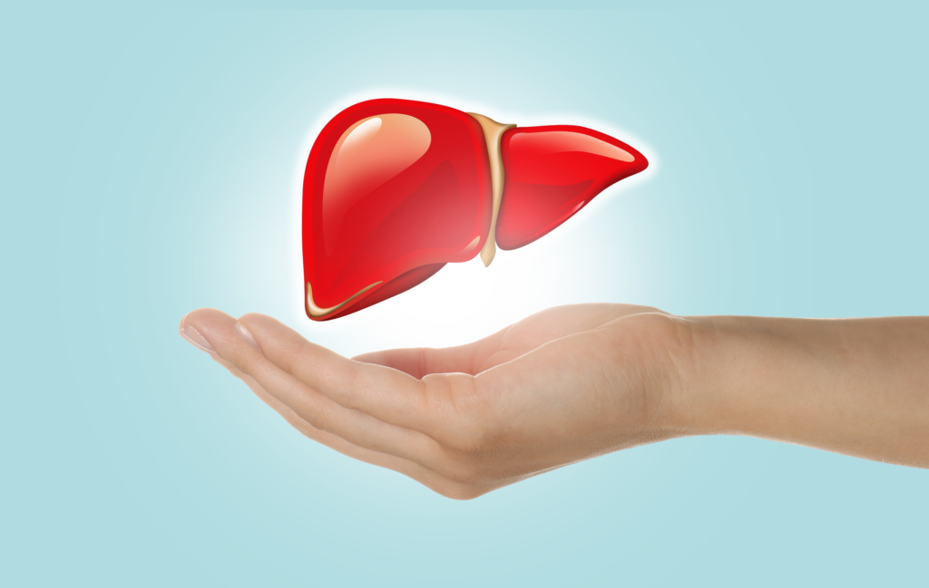 Medical Detoxification | Lifespan Health 3 Illustration of a hand holding liver, to represent medical detoxification